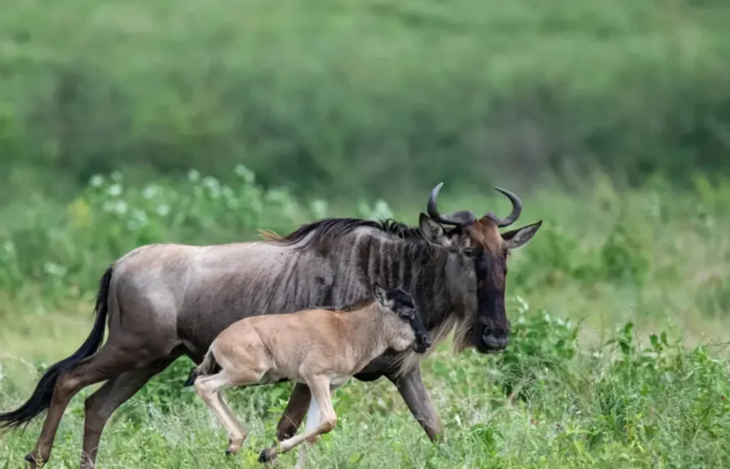 The Serengeti Calving Season Explained